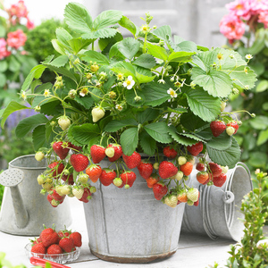 草莓种籽子种子苗四季牛奶冬季阳台种植盆栽食用奶油红颜带土带盆