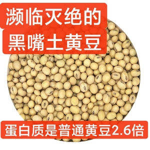 苏北土黄豆种子打豆浆专用非转基因23年新大豆小农家干土黄豆5斤