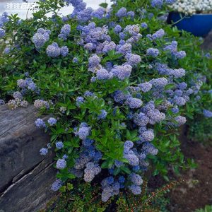 美洲茶维多利亚盆栽花苗蓝色多年生耐寒冬季庭院花园阳台v9盆苗
