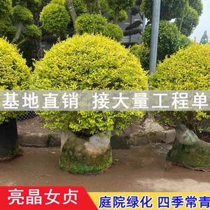 亮晶女贞球庭院园林别墅花境常绿造景植物棒棒糖花园造型盆景冬青