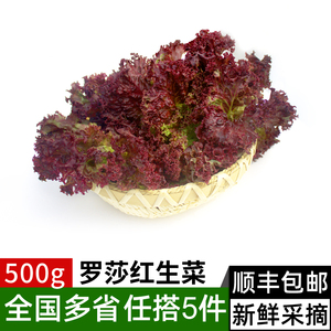 新鲜罗莎红500g 红叶紫叶生菜 西餐沙拉蔬菜食材配菜 满5件包邮