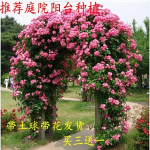 藤本月季花苗爬藤植物庭院阳台大花浓香玫瑰盆栽花卉蔷薇四季开花