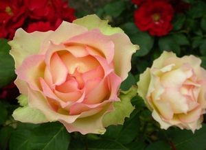 【琴川园艺】吉莱塔 欧月荷兰月季非常特色的花型有时类似粉龙