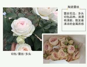 琴川园艺陶瓷蕾丝荷兰进口切花月季花苗盆栽阳台庭院花卉多季开花