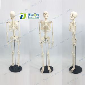可活动骨架标肌肉解剖脊椎骷髅小针刀正骨针灸85cm人体骨骼模型