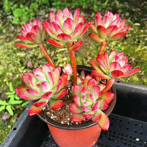 多肉植物石化锦 淘宝拼多多热销多肉植物石化锦货源拿货 阿里巴巴货源