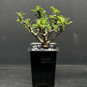 沙漠苏木  Senna meridionalis 一物一拍 多肉块根植物 绿植盆栽