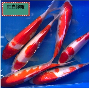 鱼食锦鲤大王活体鱼淡水纯种红白观赏鱼德系龙凤风水鱼冷水鱼饲料