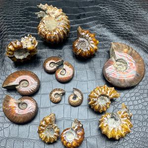 天然玉化羊角螺斑彩螺古生物化石科普教学把玩螺摆件矿石标本菊石