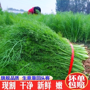 小茴香菜新鲜包邮时令绿色蔬菜新鲜农家特产茴香苗坏单包赔不带根