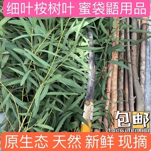 新鲜现摘桉树叶蜜袋鼯 蜜袋鼬消毒除臭垫材用品 桉树枝小蜜的玩具