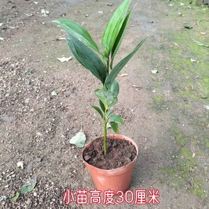 平安树客厅室内大盆栽绿植花卉盆景幸福树四季常青吸甲醛植物包邮