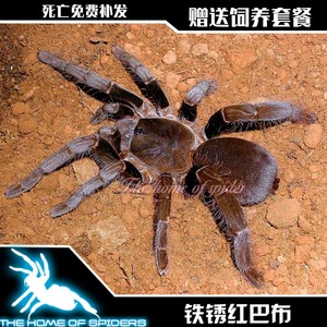 铁锈红巴布6-12厘米公母宠物蜘蛛大型凶猛穴居海格力斯巨人相似