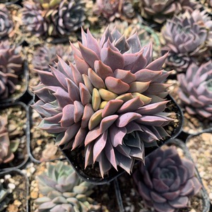 夏梦多肉植物阳台室内净化空气绿植盆景超萌肉肉组合盆栽新款 阿里巴巴找货神器