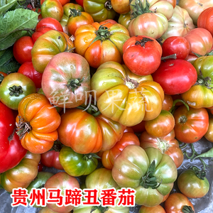 贵州老品种农家马蹄西红柿沙瓤本地土番茄丑毛辣果当季新鲜蔬菜