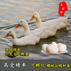 樱桃谷鸭种蛋幼儿园小黄鸭受精蛋北京鸭种蛋受精蛋可一件代发