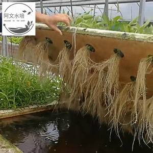 无土栽培种植水培蔬菜设备漂浮泡沫定植板鱼塘水面覆盖水耕种菜盘