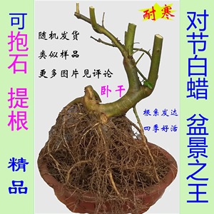 卧干卧杆对节白蜡盆景矮霸对接白腊熟桩小老桩抱石附石提根小树苗