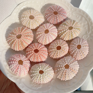 梅式长海胆天然海胆壳粉海胆摆件创意可爱小礼品diy手工制作