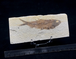 国外 天然 绿河组鱼化石 保真 古生物海洋化石标本 原石收藏hs347