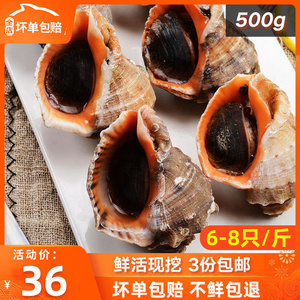 青岛新鲜海螺鲜活活体发货1斤装当天现捕海鲜水产中号约6-8只
