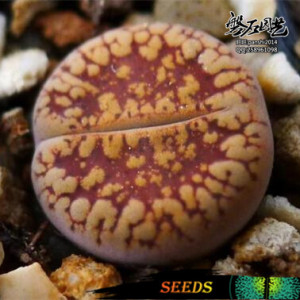 酒红日轮 Dark Wine Red 生石花种子 多肉植物 Lithops 磐石园艺