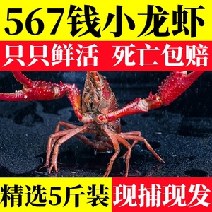 5斤567钱小龙虾鲜活特大龙虾江苏清水活虾淡水稻田虾青红壳大虾