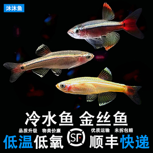 白云金丝鱼活体小型原生鱼唐鱼淡冷水不加温耐养观赏金鱼红尾灯科