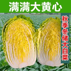 黄心储不烂大白菜种子秋季白菜种籽农家白帮大黄心包头菜蔬菜种孑