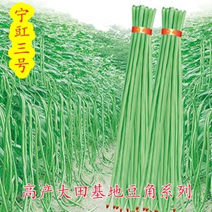 宁江三号豇豆种子特长一点红四季豆秋冬季春季豆角种籽大全蔬菜孑