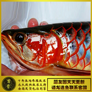 红龙鱼活体印尼纯种辣椒超血紫艳红龙鱼金龙鱼活体鱼苗活体包邮