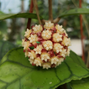 馨艺园林 淡味球兰大苗 西瓜皮纹理 室内绿植盆栽攀爬植物