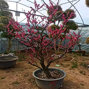 红梅树苗绿梅腊梅榆叶梅老桩耐寒植物盆景梅花树阳台盆栽庭院花卉