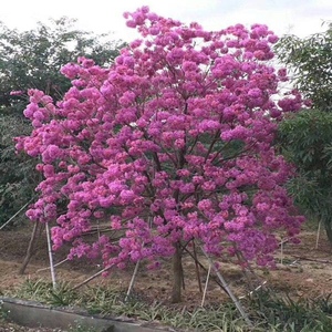 黄花风铃木室外紫花风铃木红花风铃木树苗四季多花庭院苗行道树苗