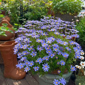 蓝色玛格丽特盆栽多色可选雏菊花室外阳台耐寒花卉花期久蓝玛包邮