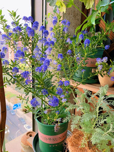 蓝色海洋美洲茶花卉进口多年生盆栽灌木窗台庭院花量大易爆盆包邮