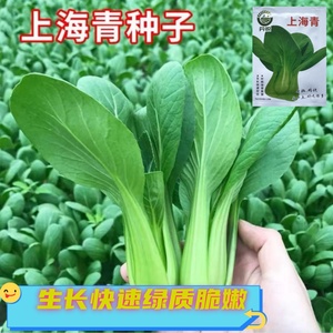 上海青种子矮脚黑叶小青菜四季油菜籽种蔬菜种籽孑冬天大全苏州青