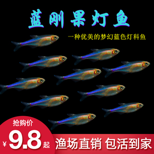 蓝刚果灯鱼小型热带观赏鱼水草鱼缸七彩闪光蓝线灯科淡水群游活体