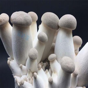 100种蘑菇图片大图,食用蘑菇图片大全,可食用蘑菇图片与名称(第5页)_大山谷图库