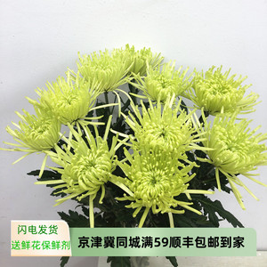 绿安娜大头菊 大花线菊鲜切花 好养花期长水培花艺插花 北京速递