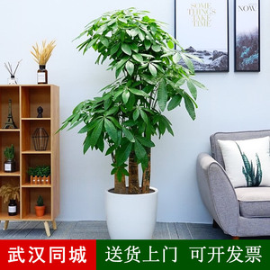 武汉开业乔迁发财树室内盆栽办公室大型绿植客厅吸甲醛净化空气