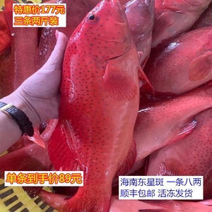 现捕新鲜东星斑石斑鱼鲜活燕尾斑深海海鱼瓜子斑海鲜水产红斑包邮