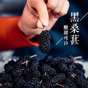 新鲜桑葚现摘现发天然孕妇水果新鲜黑桑酵素桑椹整箱4斤泡酒桑子