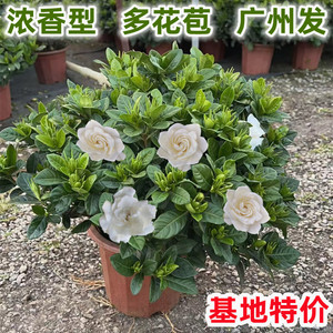 牡丹栀子花盆栽重瓣带大花苞四季开花浓香型味室内阳台观花卉绿植