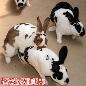 小兔子活物肉兔活体家养肉兔苗月月兔子可选公母一对幼兔苗小白兔
