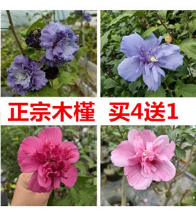中国雪纺紫玉蓝莓冰沙木槿盆栽庭院阳台耐寒耐热丰花植物四季开花