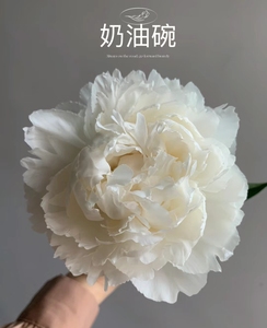 芍药奶油碗进口品种大花芍药上海鲜花速递包邮瓶插家用婚礼节日