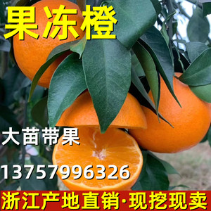 果冻橙爱媛38树苗庭院地栽橙子特大果苗阳台盆栽嫁接脐橙当年结果