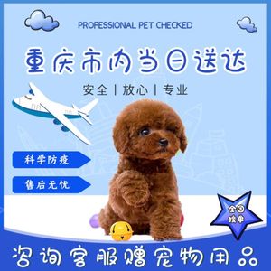 【重庆犬舍】泰迪幼犬训狗教程红棕白灰色纯种茶杯犬宠物衣服训练