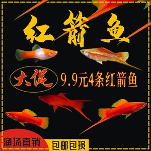 红箭鱼招财鱼胎生鱼米奇鱼小型观赏热带红剑鱼好养耐活鱼包活包邮